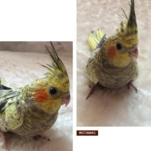 Продаётся попугай карелла,двух месячный.