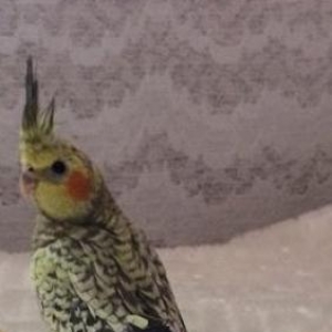 Продаётся попугай карелла,�