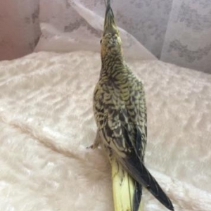 Продаётся попугай карелла,двух месячный.