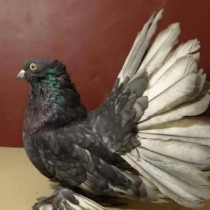 ayağları lələkli pavlin göyərçini axtarıram.