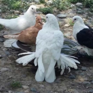 ayağları lələkli pavlin göyərçini axtarıra