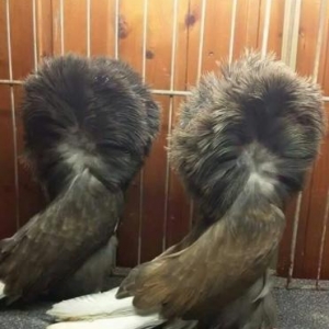 ayağları lələkli pavlin göyərçini axtarıram.