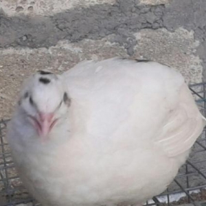 Ən böyük bildirçinlər