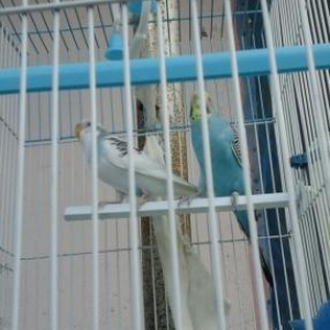 tecili  satilir tutuquwu