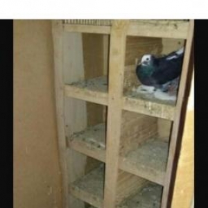 tecili satılır dam qarışıq quşlar