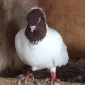 Monarx quslar satilir