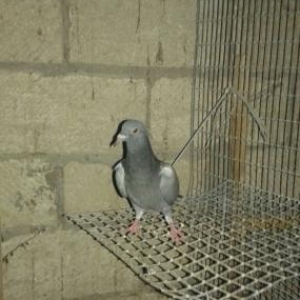 Goy goyercinler satilir