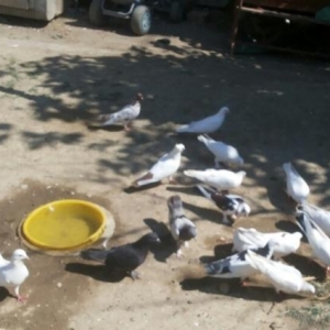 goyarcin satiram 29 goyarcindi cemi