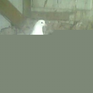 des quyruq qara ayagi şepe