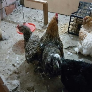 razilasma yolu ile fereler yumurtlayir