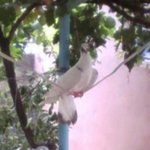 quw aliram satan varsa yazsin