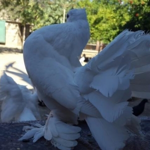 satılır erkey pavlin