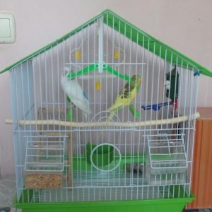 2 dene balaca tutuquşu (papuqay) satıram qiymeti