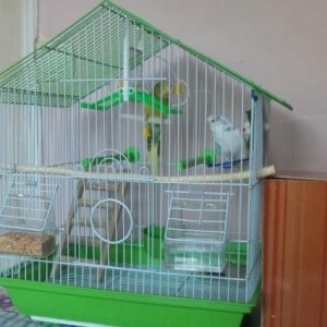 2 dene balaca tutuquşu (papuqay) satıram qiymeti 60 azn. Biri erker ağ