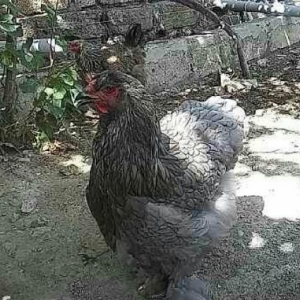 wekildeki heyvanlar satilib.peyvendleri vurulub.te