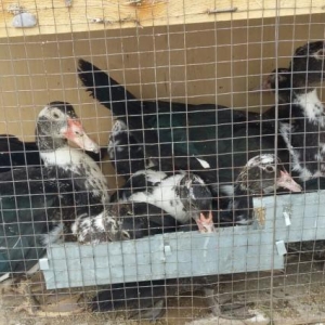 33 denedi bir xoruz bidene hid quzu bidenede yapon