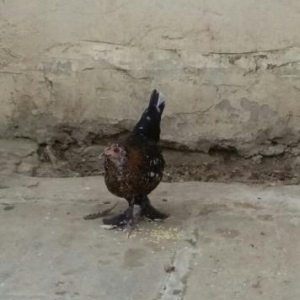 yaponka papuqayla deyisirem