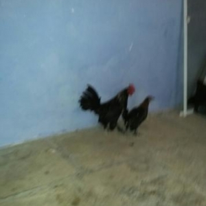 yaponka papuqayla deyisirem