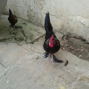 yaponka papuqayla deyisirem