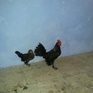 yaponka papuqayla deyisirem