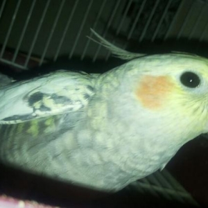 papuqaydi.qeseng oxuyur.