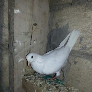 guverciner satilir. mehidabat da