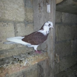 guverciner satilir. mehidabat da