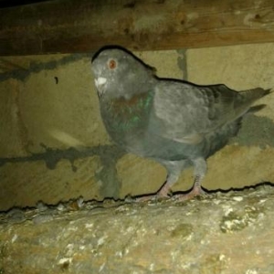 belgiyski sportivni pochtovu