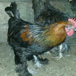 satilir.saglamdi.heyetimindi.