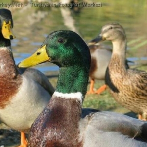 Yaşılbaş ərkey ördək satıram.Ünvan:Bakı şəhəri Mərdəkan Qəsəbəsi...