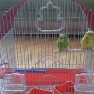 1 ri erkey digeri disi