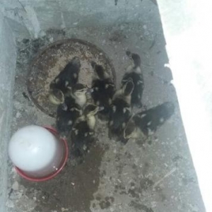 15 gün olar ki yumurtadan cıxıblar. lal ördək balalarıdır. tam sağlamd