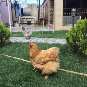 Koxin 2 yawi var yumurtlayir