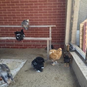 karlik koxin + 1 eded boyuk koxin