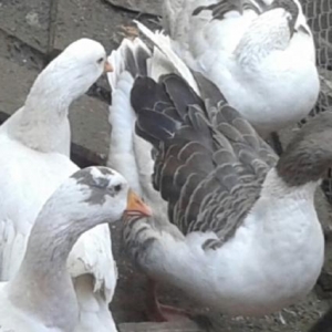 Qaz satiram 15 ededir saglam gumrah qazlardi özel