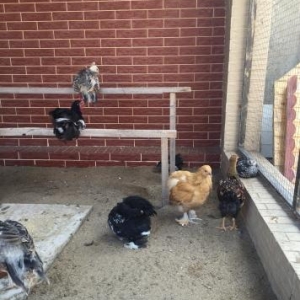 karlik koxin + 1 eded boyuk koxin