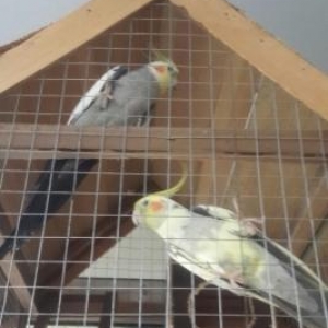 Salam hazir cütdülər yuva qoy bala al pula ehtiyac var deyə satiram qi