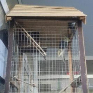 Salam hazir cütdülər yuva qoy bala al pula ehtiyac var deyə satiram qi