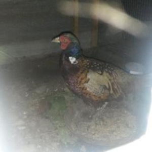 Erkek qirqovullar satilir ve ya bawqa quwlarla deyiwdirilir