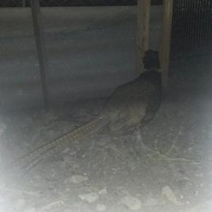 Erkek qirqovullar satilir ve ya bawqa quwlarla deyiwdirilir