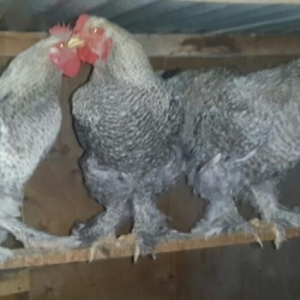 brama ve koxin xoruzlari