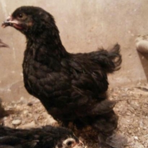 2 ayliq  natura bleck  brama  cut satilir  cemi 3 