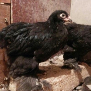 2 ayliq  natura bleck  brama  cut satilir  cemi 3 cut var