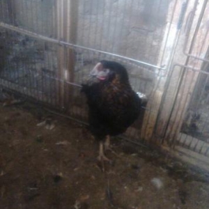 ətti cücələr satılır qara qırmızı biri 9manata 2kq diri çəkisi gəlir