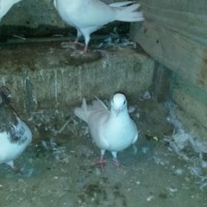 küvən balalar satılır 17, 18,19 tükdülər 9 