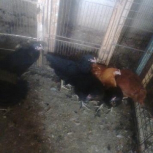 ətti cücələr satılır qara qırmızı biri 9m