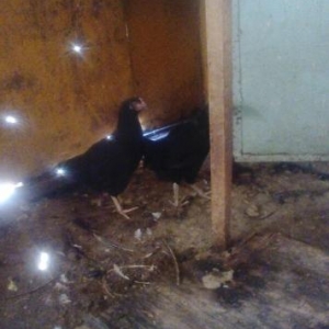 ətti cücələr satılır qara qırmızı biri 9manata 2kq diri çəkisi gəlir