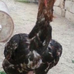 heyratı xoruz 2 fərəsilə birlikdə satılır tək prablemi xoruzun bir göz