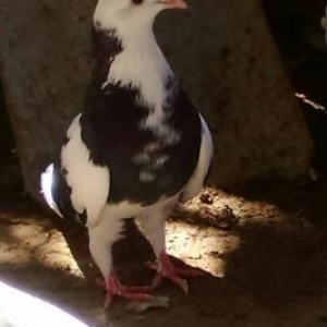 ucan nesil qusbaz qusudu 12tukduler satiram