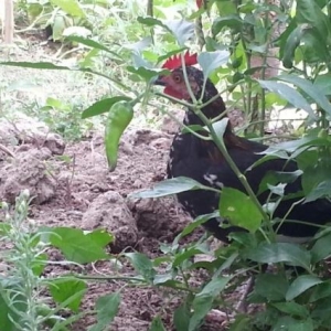 3 -ədəd yaponka cücələri